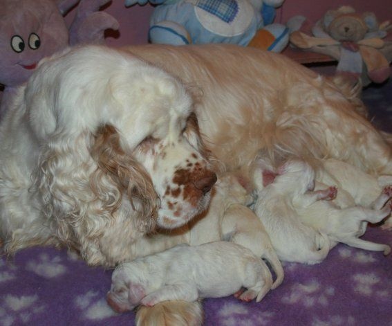 chiot Clumber Spaniel of Cookies and Cream