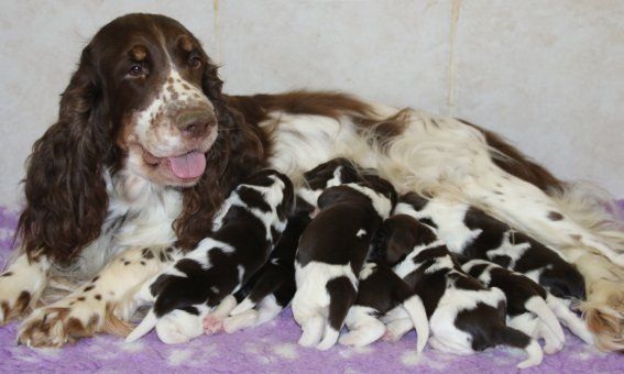chiot English Springer Spaniel of Cookies and Cream