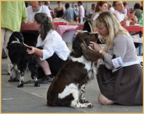 of Cookies and Cream - Dolce est TOP Springer 2012