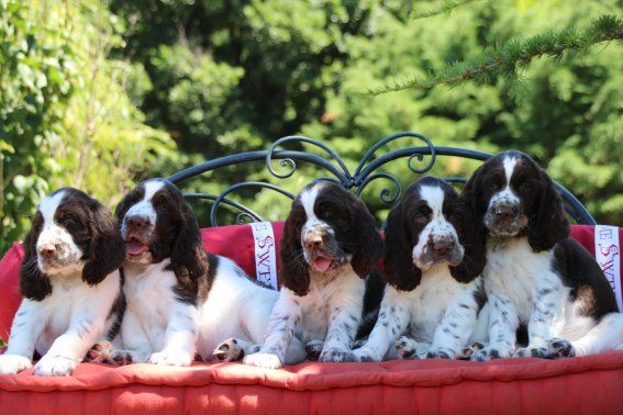 chiot English Springer Spaniel of Cookies and Cream