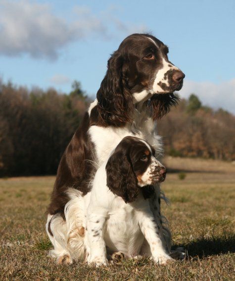 Accueil Elevage of Cookies and Cream eleveur de chiens English