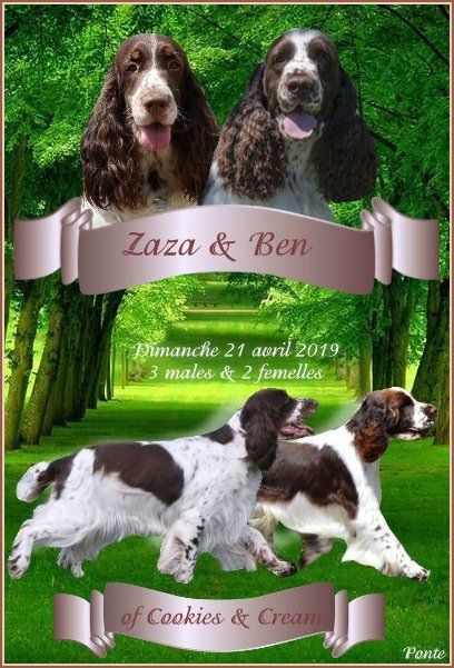 Chiot English Springer Spaniel of Cookies and Cream