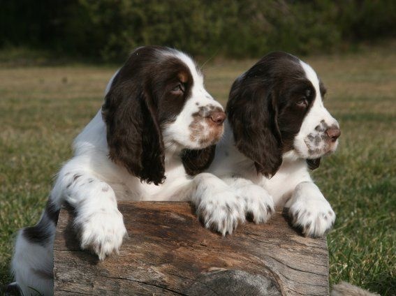 Chiot English Springer Spaniel of Cookies and Cream