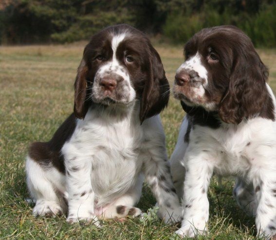 Chiot Mâle marron/blanc