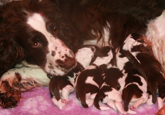 Chiot English Springer Spaniel of Cookies and Cream